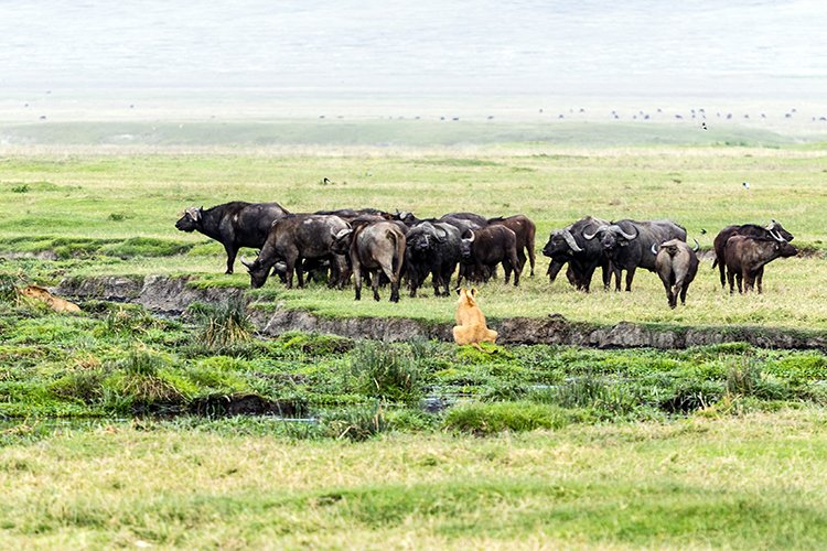 TZA ARU Ngorongoro 2016DEC26 Crater 045